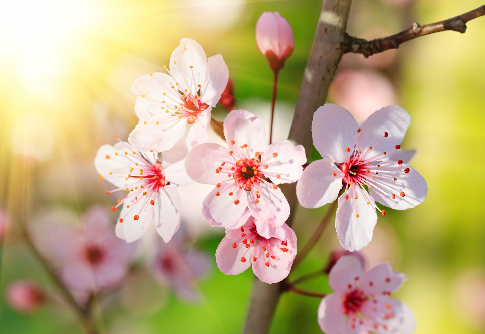 flores-de-cerezo-cherry-blossoms-flowers – Cartas para Abril